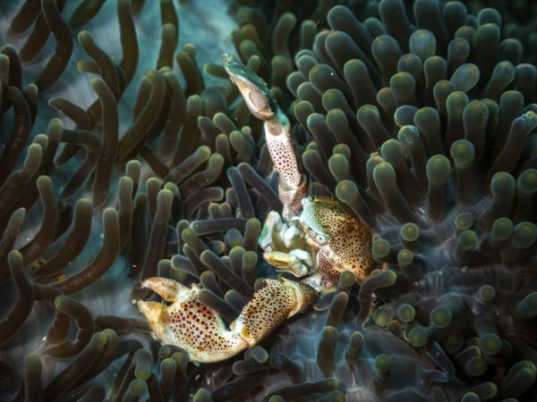 Watchman among sea anemones thumbnail