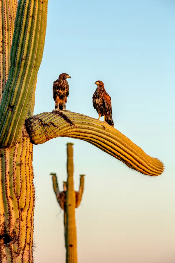 Fledgling Harris Hawks on a Saguaro thumbnail