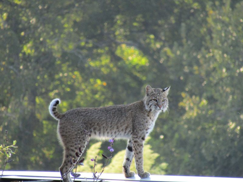 Bobcat on chicken coop Smithsonian Photo Contest Smithsonian Magazine