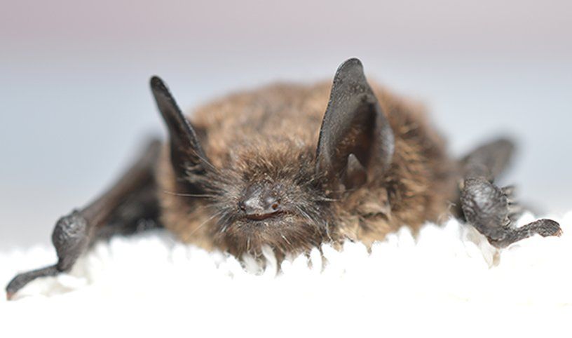 The WA Bat with White-Nose