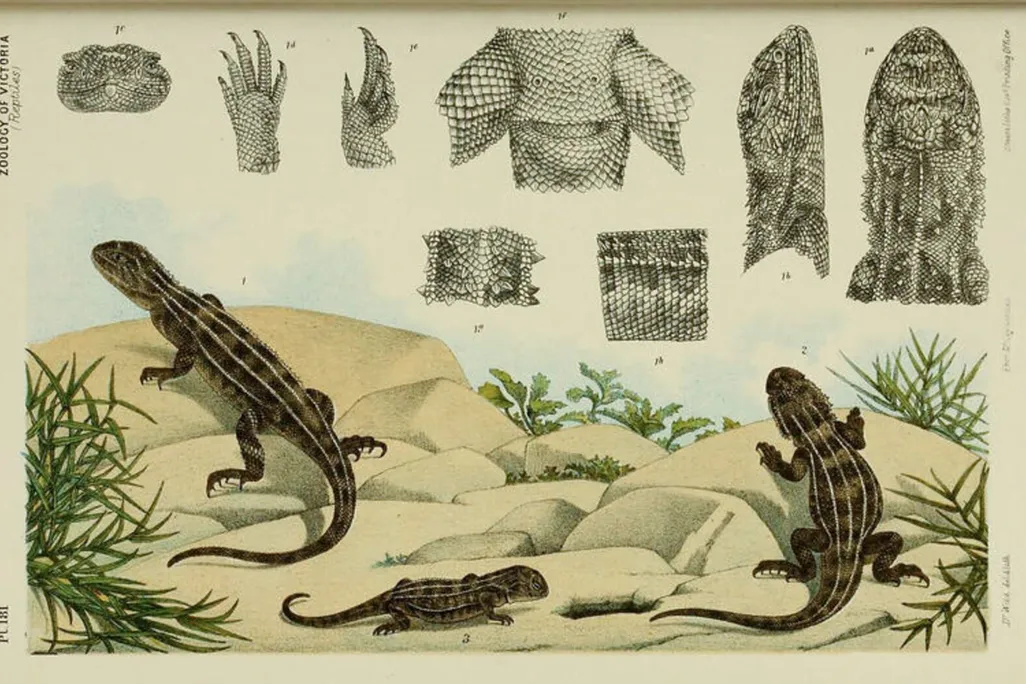 old illustration of three lizards in a sandy/rocky grassland