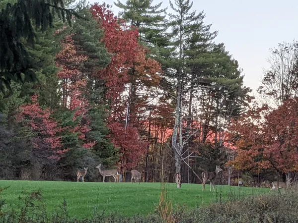 Deer in Autumn at Sunset thumbnail