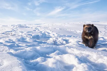 A female wolverine roams the Arctic tundra at the edge of the Brooks Range, on Alaska’s North Slope. 