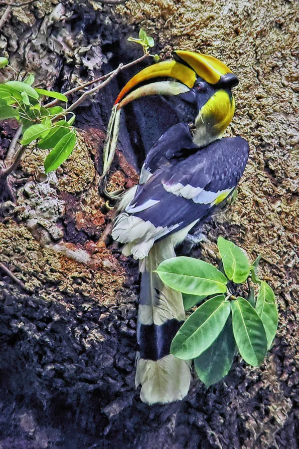 Great Hornbill posting a snake thumbnail