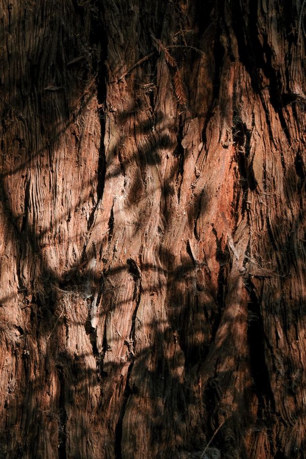 Leaves cast shadows on a redwood tree. thumbnail