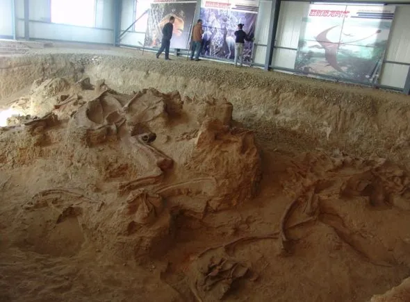 ‘Amazing Dragon’ Fossils Unearthed in China Rewrite Story of Long-Necked Dinosaurs