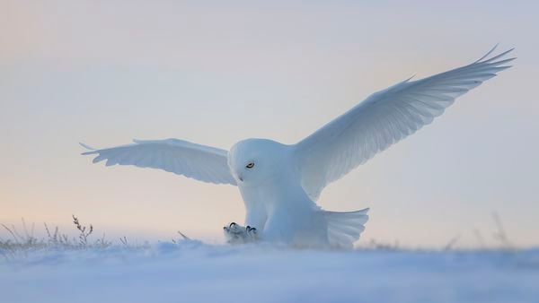 Snowy Owl in Action thumbnail