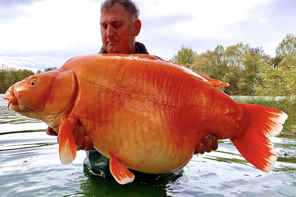 Andy Hackett and "the Carrot"