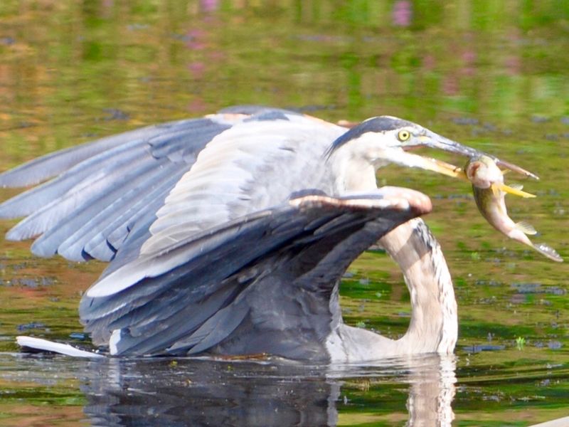 Crane catching food for his nearby family | Smithsonian Photo Contest ...