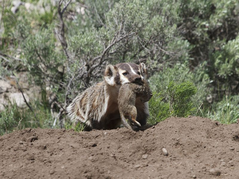 Look what I have got A sow badger bringing back a meal of ground