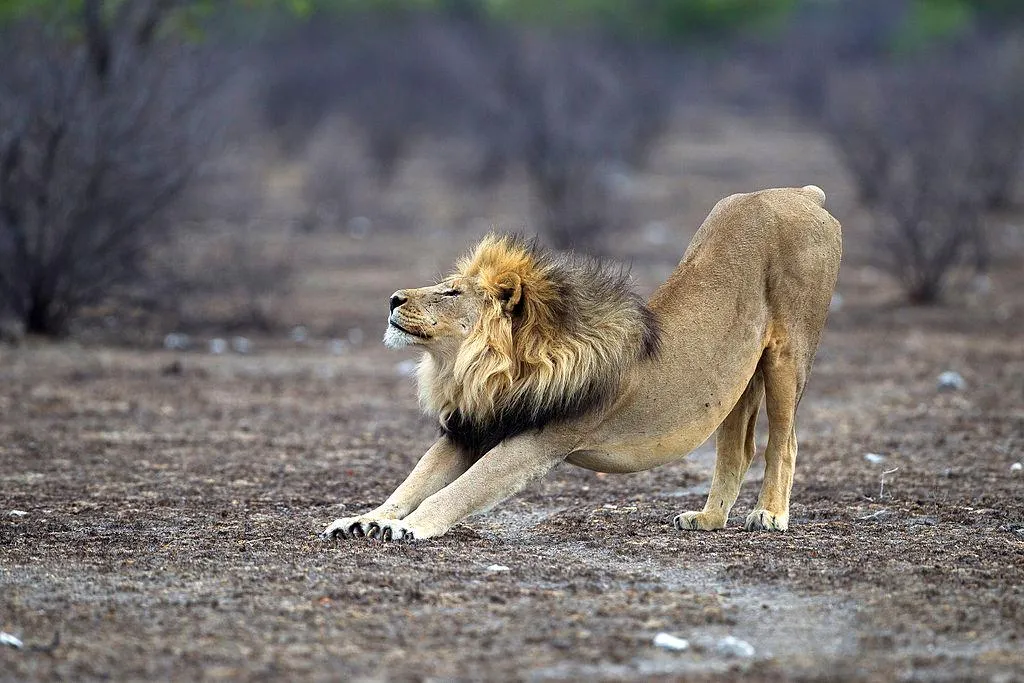 Panthera_leo_stretching_(Etosha,_2012).jpg