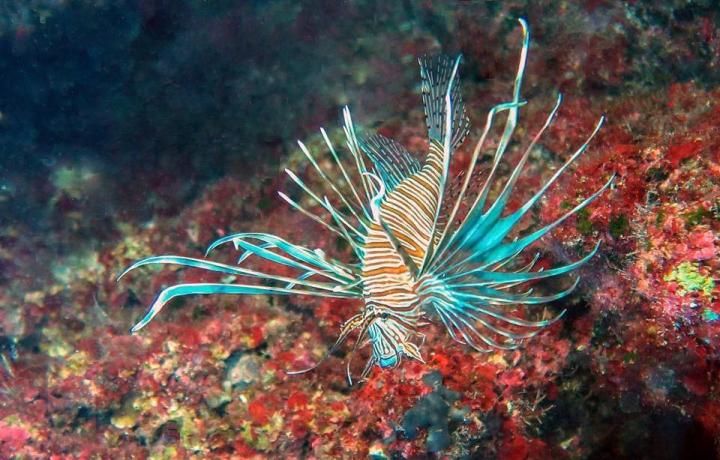 Lionfish