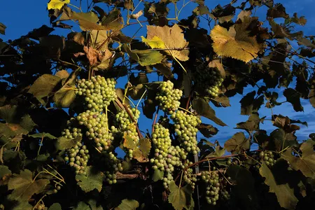 Stark-Star grapes&mdash;native to North America, and considered a &ldquo;champion cultivar&rdquo; by Jerry Eisterhold, founder of TerraVox Winery.