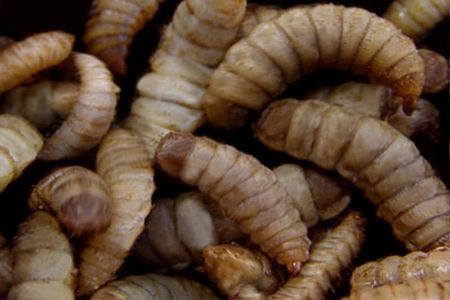 Black soldier fly larvae