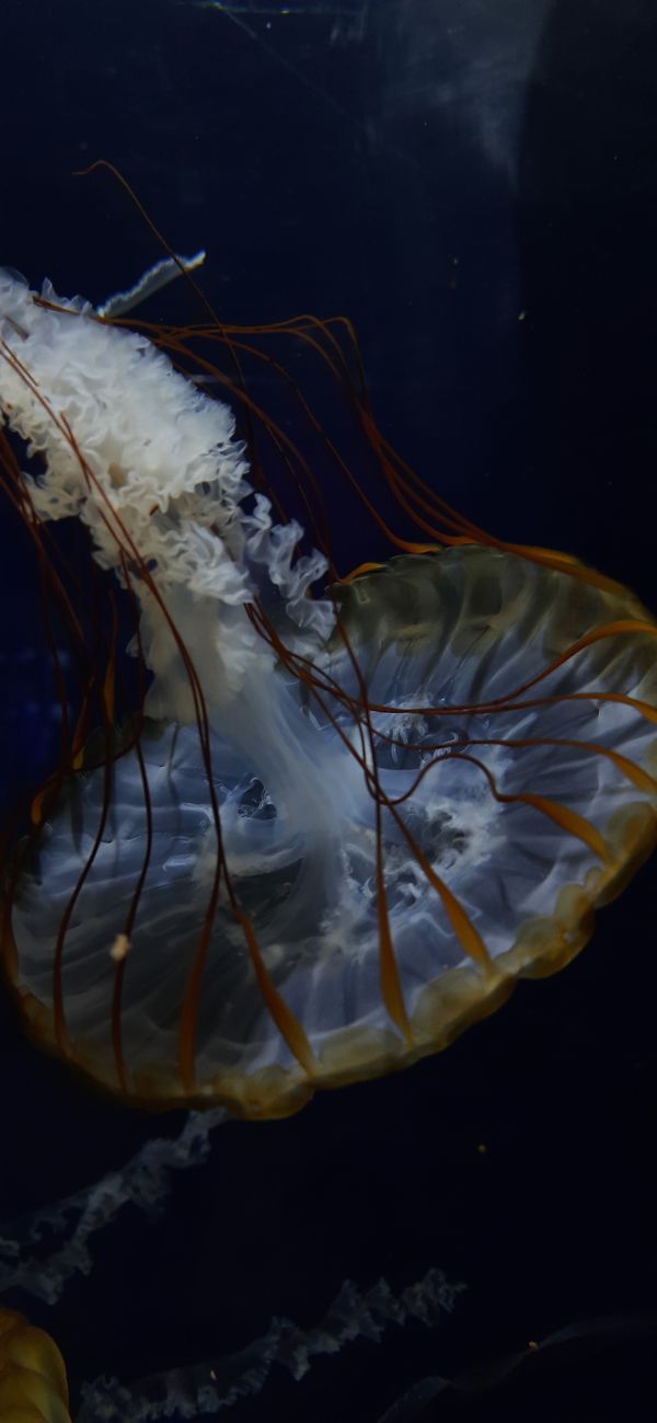 Jellyfish at the aquarium thumbnail