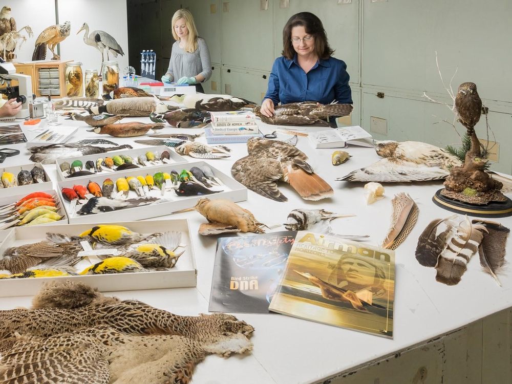 The Smithsonian’s Division of Birds provided about 40% of the tissue samples for the new bird genomes in a landmark study. (James Di Loreto, Smithsonian)