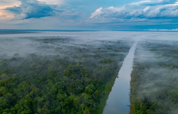 Misty Jungle thumbnail