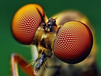 The compound eyes of a robber fly