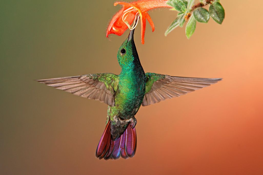 Hummingbird