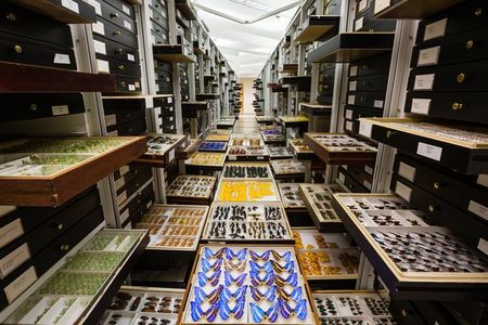 The National Museum of Natural History’s 146 million objects and specimens are studied by researchers worldwide who are looking to understand all aspects of the natural world. 