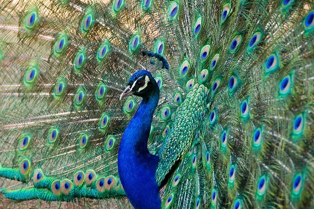 20121226080020peacock.jpg