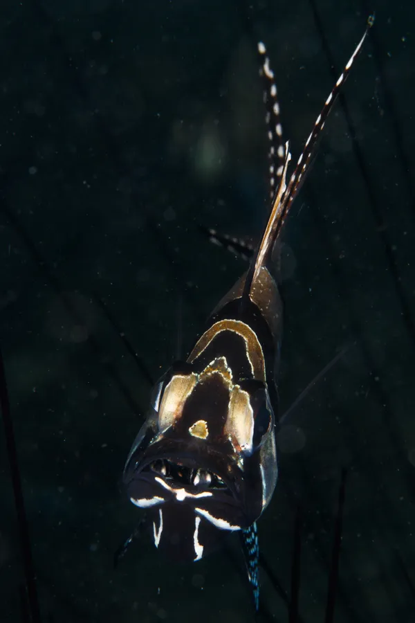 The Keeper thumbnail