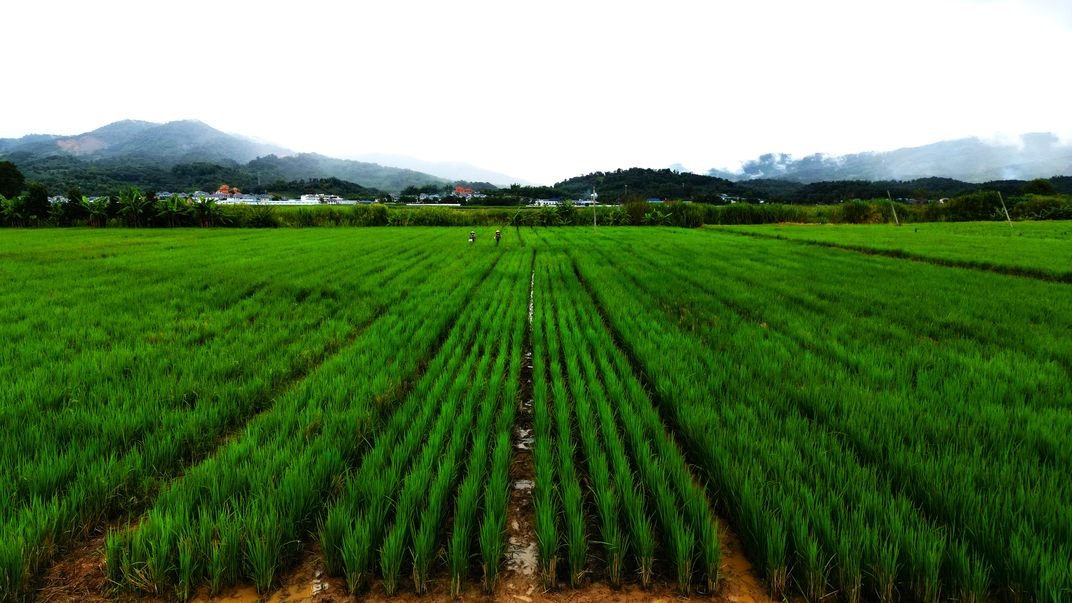 Fields of rice