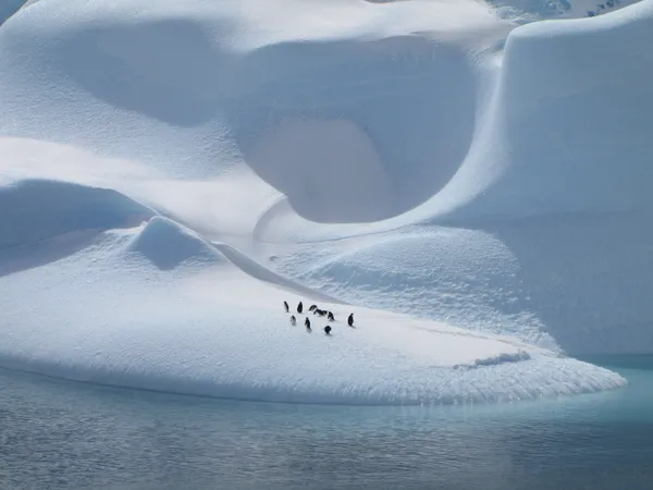 Penguins on Ice thumbnail
