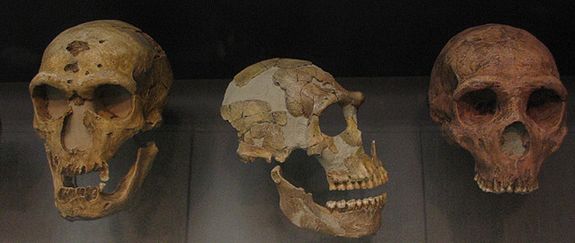 Neanderthal skulls