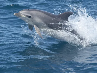 A Solo Dolphin Is Chattering Away Off Denmark's Coast—Is He Talking to Himself? image