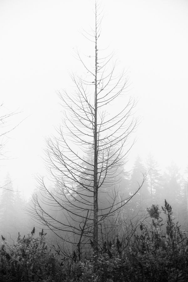 Leafless thumbnail