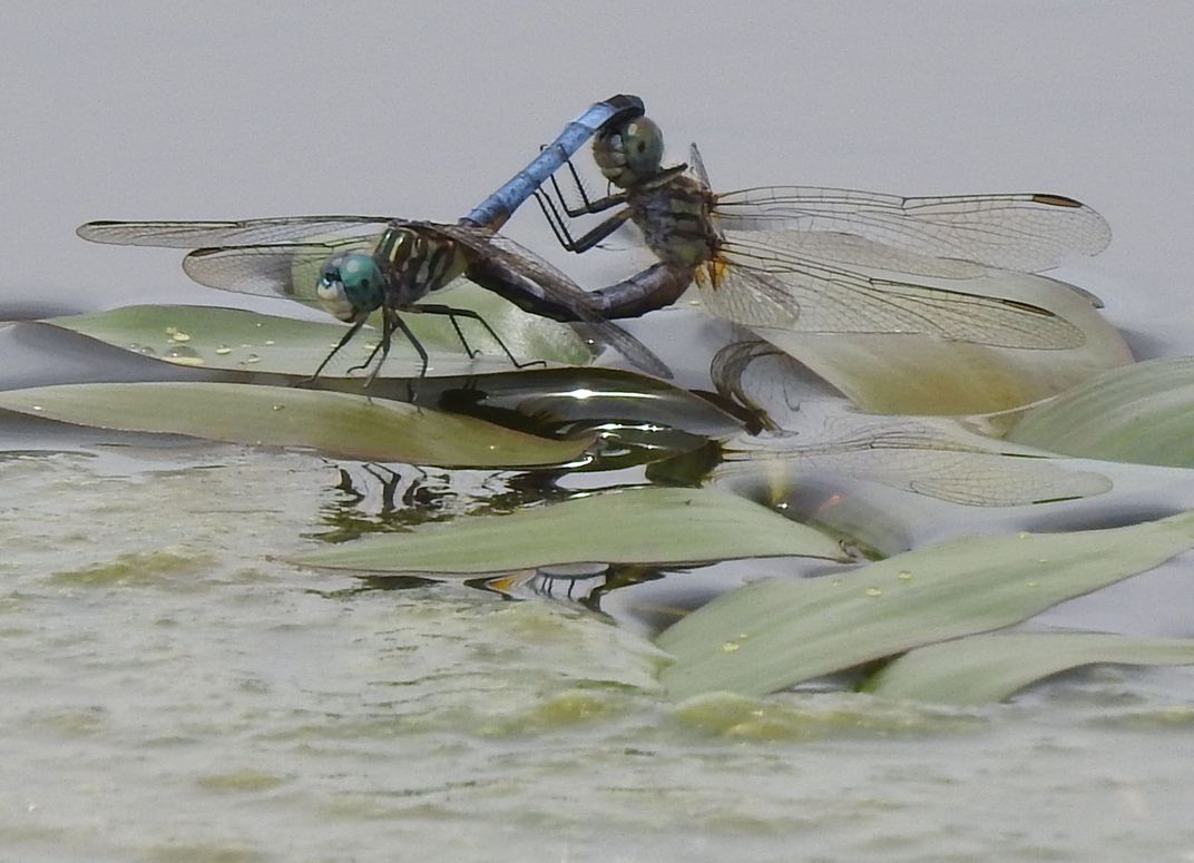 Dragonflies | Smithsonian Photo Contest | Smithsonian Magazine