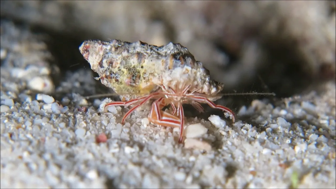 Preview thumbnail for New Hermit Crab Species Pylopaguropsis mollymullerae