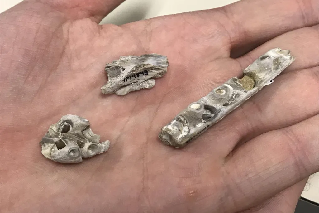 Tylosaurus Bones
