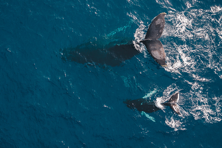Good news is out there – if you look for it. For instance, just this month scientists announced that we are on our way to recovering oceans by 2050.
