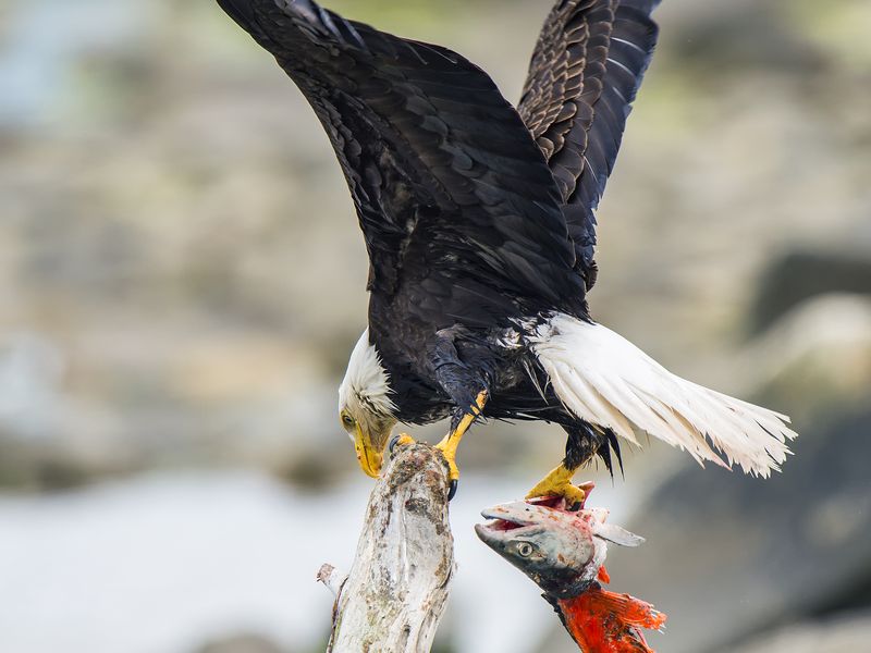The Eagle & The Salmon Smithsonian Photo Contest Smithsonian Magazine