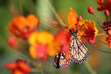 A monarch butterfly sips nectar from an orange and red flower.