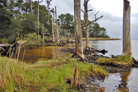 The water high in salinity slowly poisons trees, and as they die, all that is left behind are ghostly gray trunks that resemble toothpicks. 

