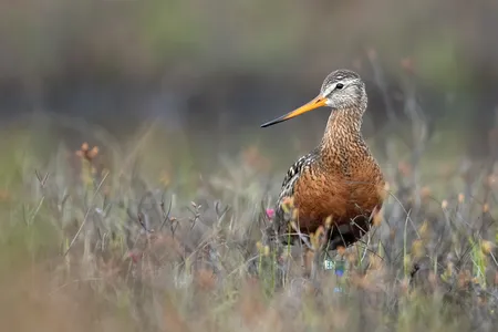 The remarkable Hudsonian godwit.