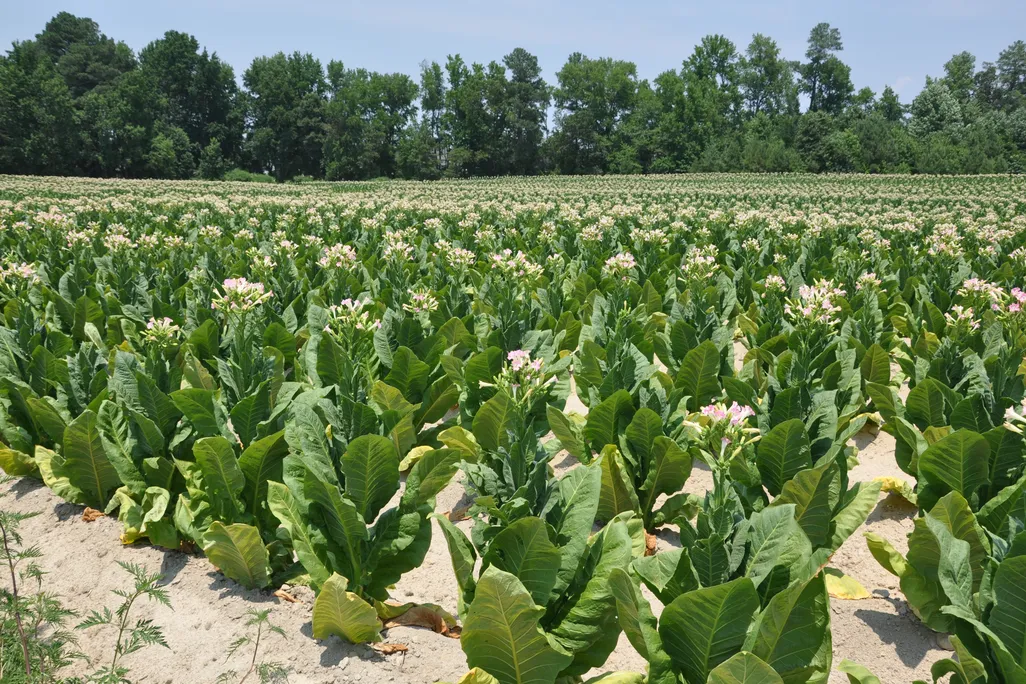 Tabacco_Field.jpg