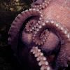 Biologists Discover Four New Octopus Species in the Deep Ocean Off Costa Rica icon