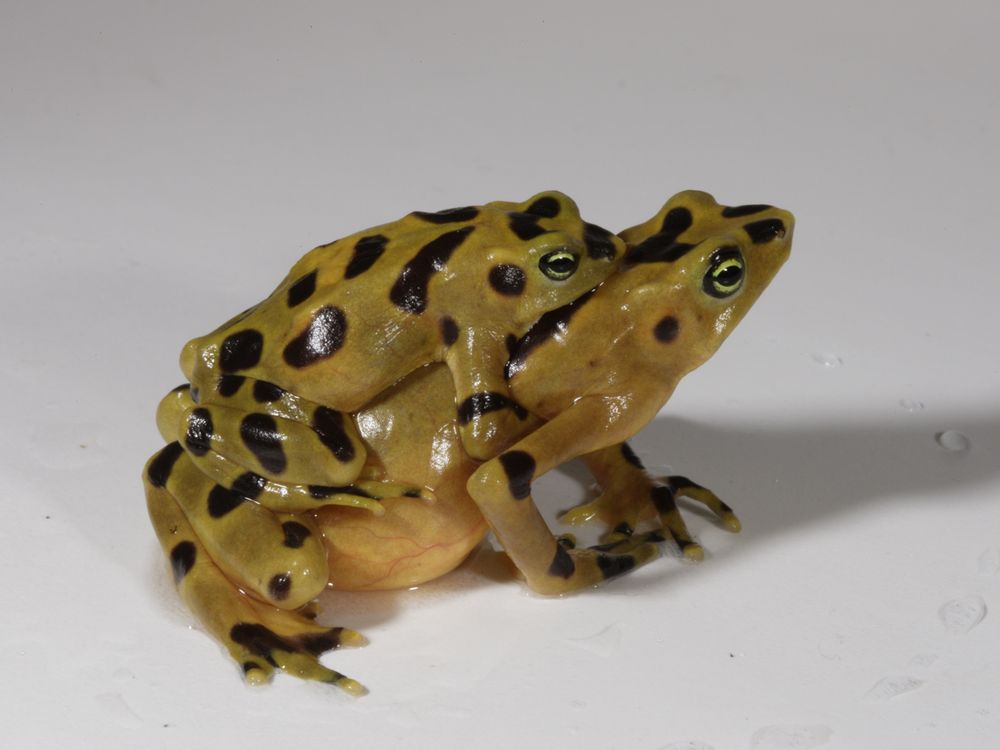 golden-frogs.jpg