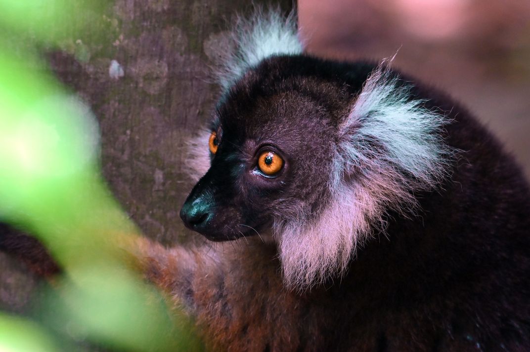Black lemur on Nosy Komba, Madagascar