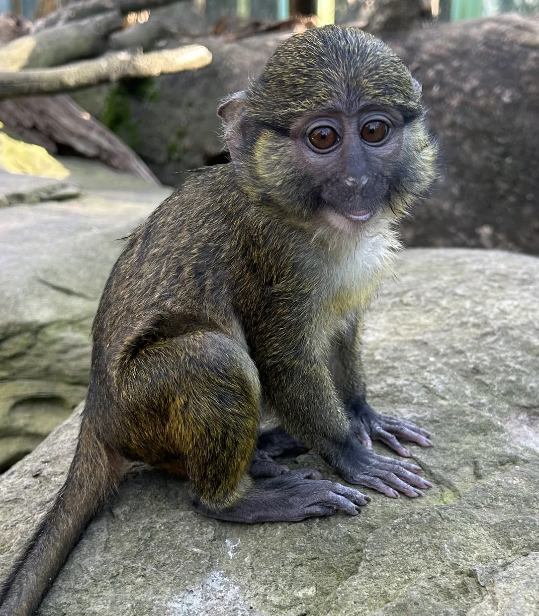 A small, grey-furred monkey perches on a rock.