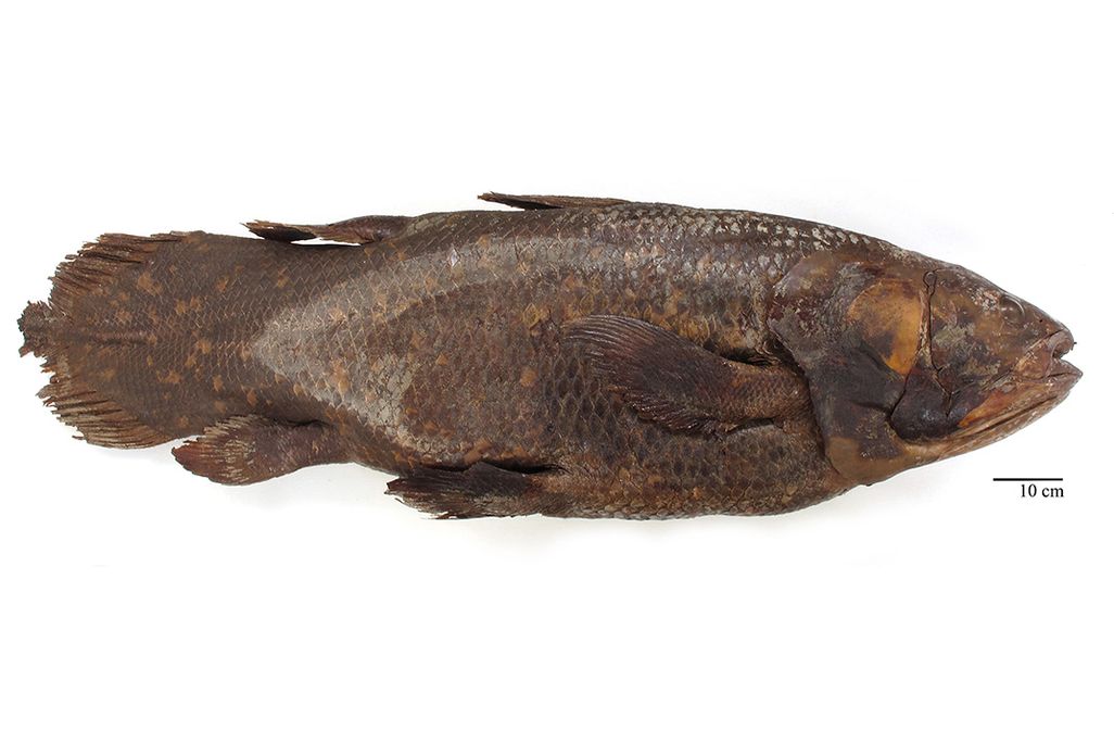 Coelacanth
