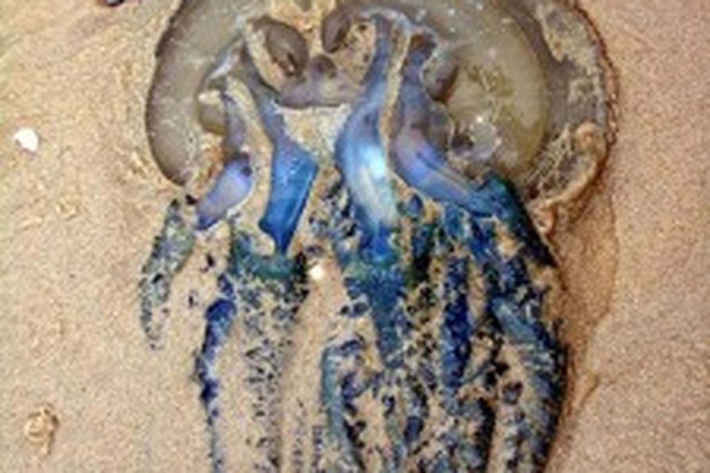 20110520102331jellyfish-225x300.jpg