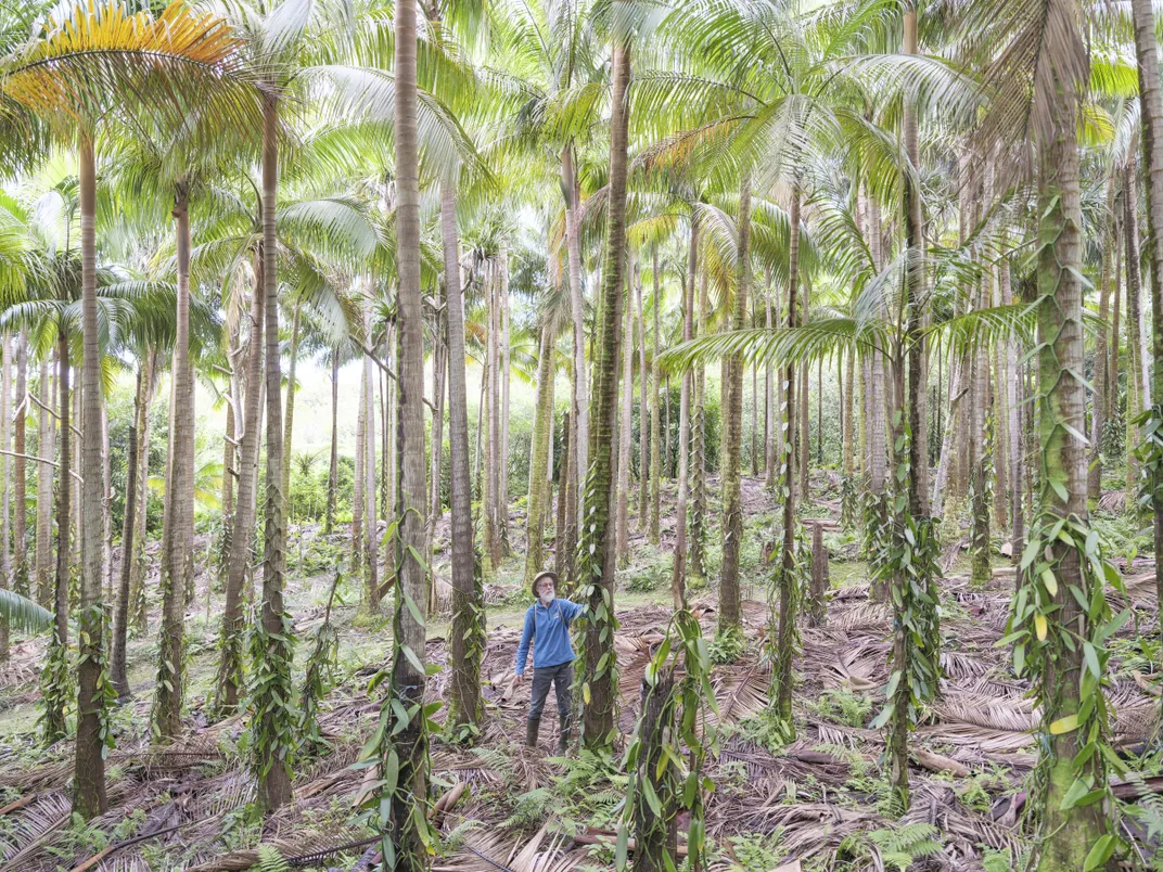 Farmer Louis Leichnig inspects vanilla beans on his farm in the commune of Saint-Philippe, where most of his plants grow clinging to the tall trunks of red palm trees.
