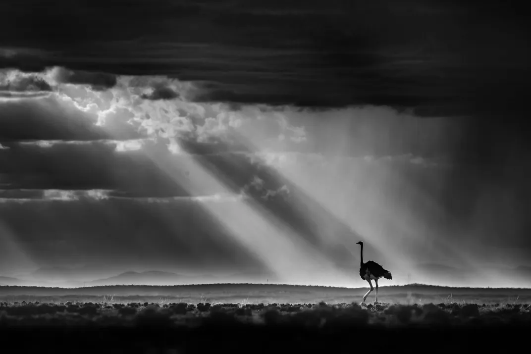 a black and white photo shows an ostrich walking, relatively small on the horizon, lit by some slanting sunbeams