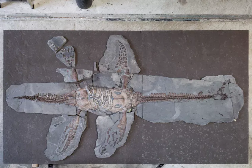 Overhead view of skeleton of animal