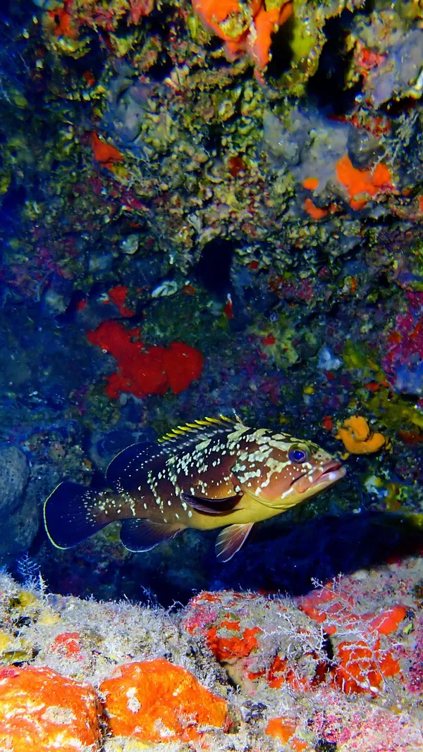 A Grouper infront of a wall full of corals thumbnail